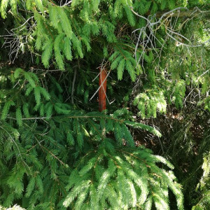 PREDAJ - rekreačný pozemok, Valaská